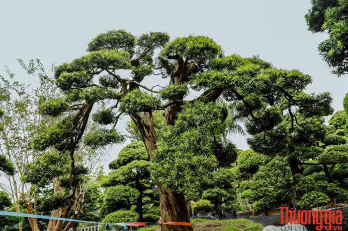 Vuon_tung_ga_dau_bac-8