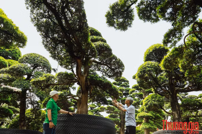 Vuon_tung_ga_dau_bac-4