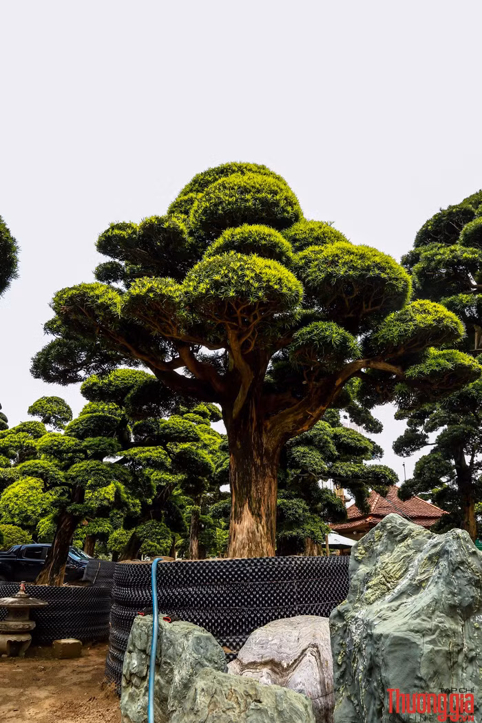 Vuon_tung_ga_dau_bac-3