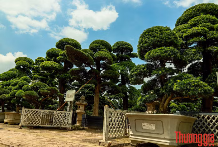 Vuon_tung_ga_dau_bac-1