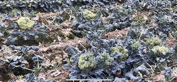 Cây súp lơ nở hoa bởi nông dân không buồn cắt