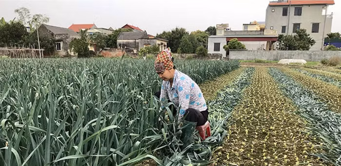 Nông dân cắt bỏ rau màu vì không bán được...