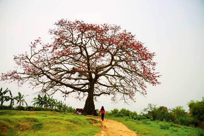 Những nẻo đường hoa Hà Nội....