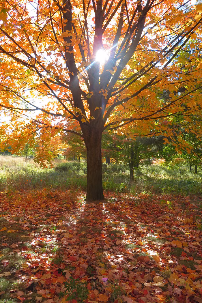 Tranh đảo ngược của Nguyễn Đại Giang tại văn phòng Văn Phú - Invest (104 Thái Thịnh)