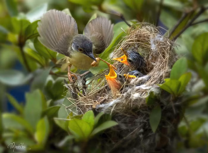 Nguyễn Thị Minh Hải