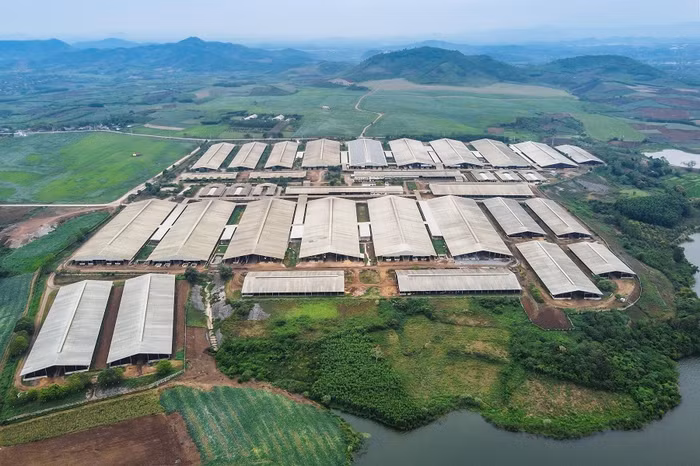 Một góc trang trại bò sữa TH tại Nghệ An