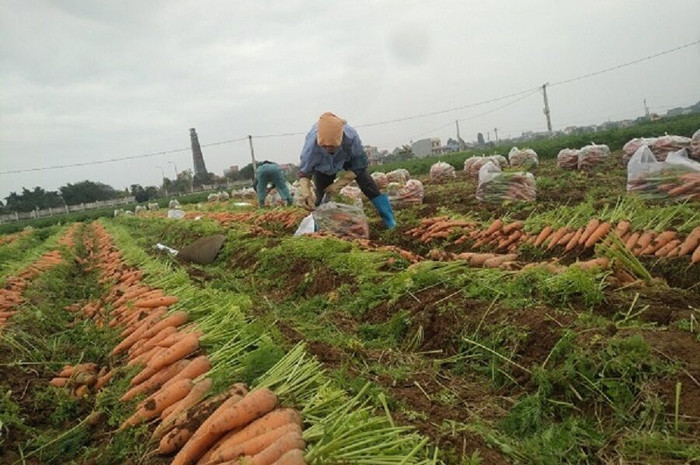 Bộ Công Thương kết nối doanh nghiệp thúc đẩy tiêu thụ nông sản tại Hải Dương