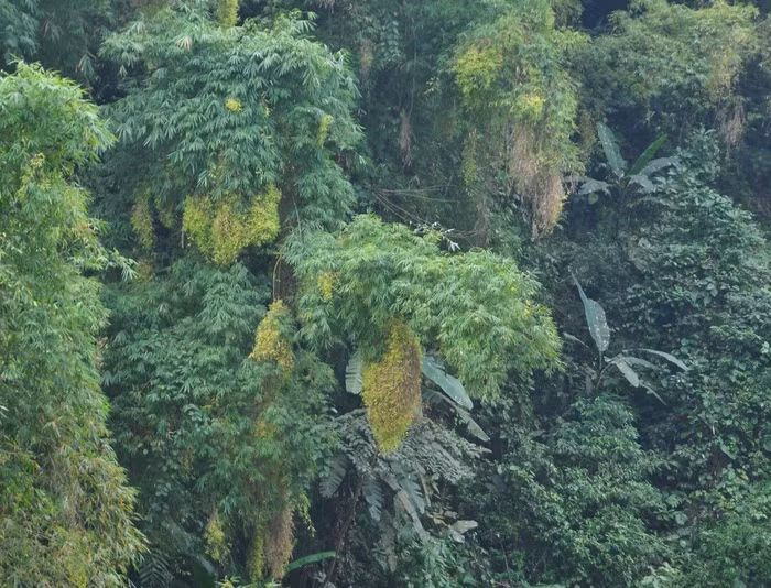 Bất ngờ với vạt rừng hoa tre tại Lào Cai ảnh 3