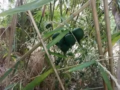 Bất ngờ với vạt rừng hoa tre tại Lào Cai ảnh 5