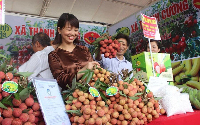 Hải Dương: Sắp diễn ra Hội nghị kết nối, xúc tiến tiêu thụ vải thiều Thanh Hà và nông sản