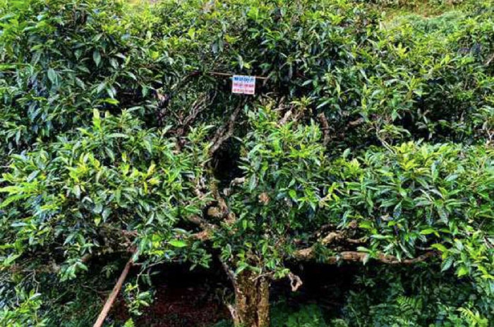 Săn mây trên đỉnh Tà Xùa ảnh 3