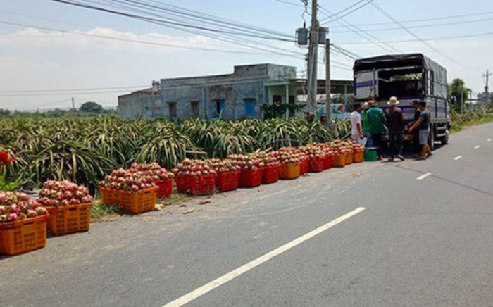 Lại kêu gọi "giải cứu thanh long"