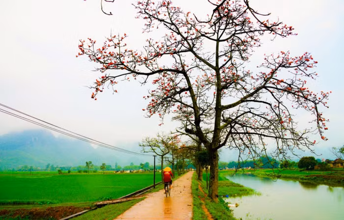 Hoa gạo đẹp mê hồn trong ảnh của "Trùm săn hoa gạo" Trần Xuân Thiều