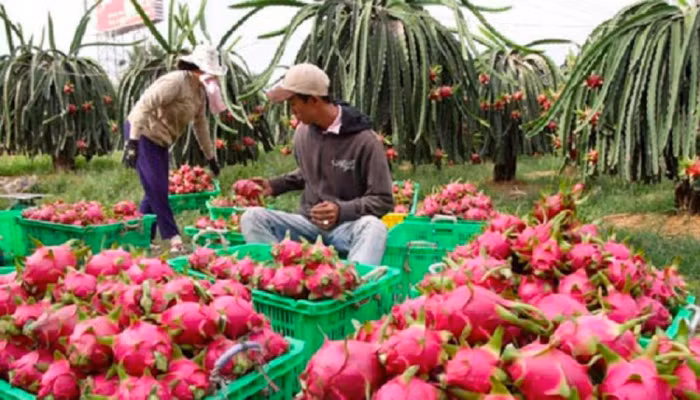 Ngành rau quả Việt Nam xuất siêu 452 triệu USD