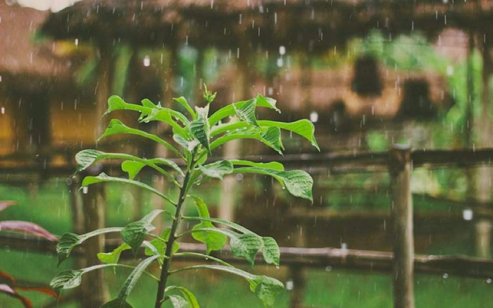 Ký ức từ những cơn mưa của mùa hạ