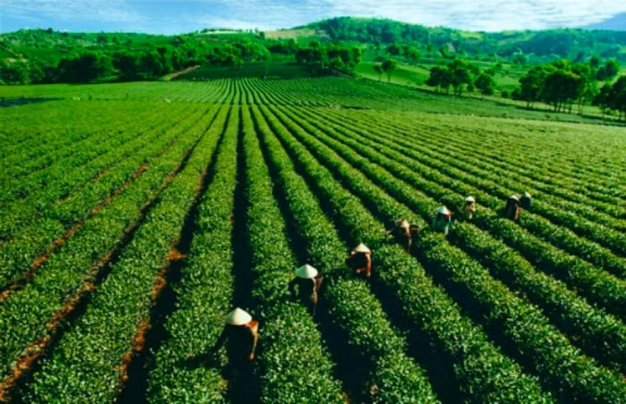 Nghịch lý của giá chè Việt Nam xuất khẩu