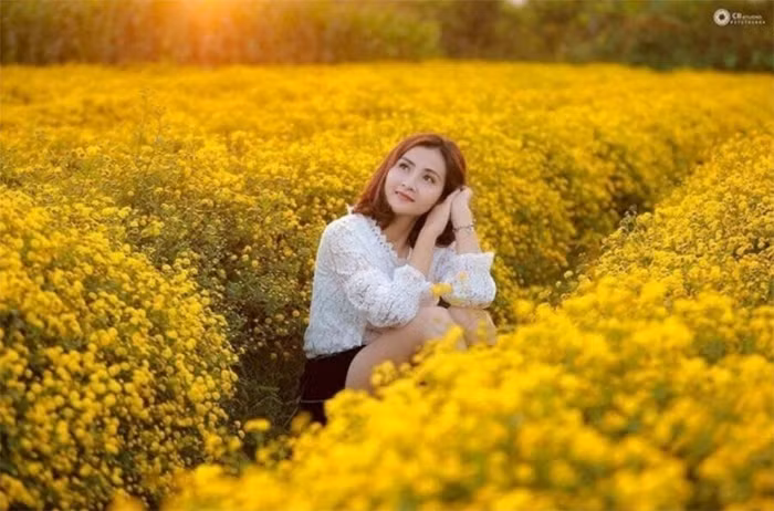 Mùa hoa cúc nở rộ ở Ninh Bình