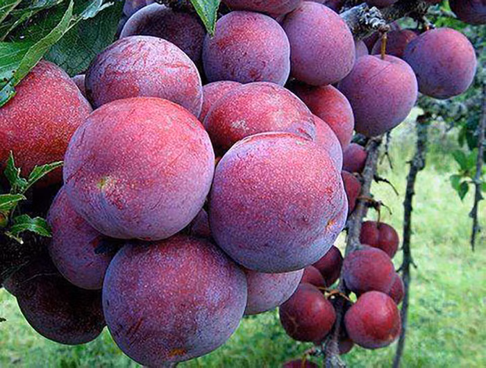 Quỹ Chính phủ Singapore nâng sở hữu tại Masan lên 8,9%