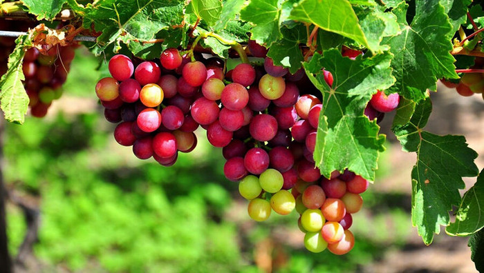 Thức uống nào thuộc loại “đề xuất phải có” trong bất kỳ các dịp trọng đại? ảnh 1