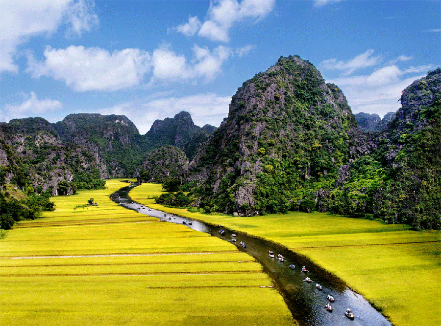 Săn “Sắc vàng Tam Cốc – Tràng An” vào thời điểm đẹp nhất trong năm