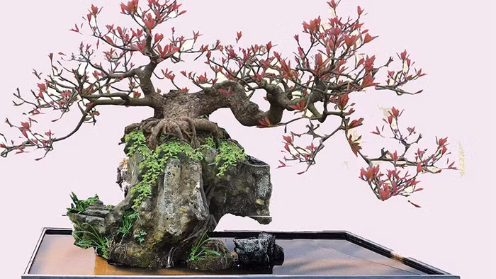 Đây là lần đầu tiên Việt Nam đăng cai tổ chức Lễ hội Bonsai và Suiseki châu Á - Thái Bình Dương