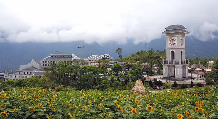 Đồi hoa hướng dương tràn ngập sắc nắng