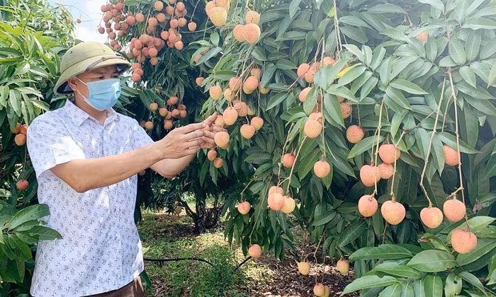 Bắc Giang đã hỗ trợ nhiều chính sách để xây dựng phát triển thương hiệu