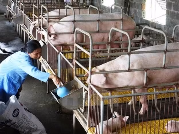 Hộ chăn nuôi đang sử dụng thức ăn chăn nuôii