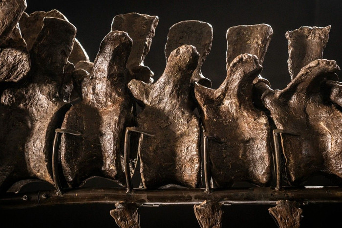 Một hoá thạch khủng long được đưa ra đấu giá với ước tính 15-25 triệu USD ảnh 2 hoá thạch khủng long