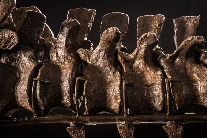 Một hoá thạch khủng long được đưa ra đấu giá với ước tính 15-25 triệu USD ảnh 2 hoá thạch khủng long