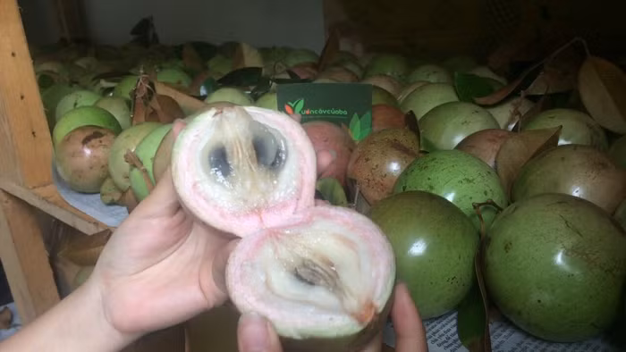 Trái vú sữa Việt Nam đã chính thức bước vào thị trường Mỹ