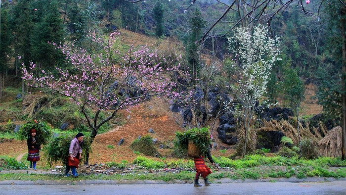 Hà Giang đẹp rộn ràng mùa trỉa ngô xuân!