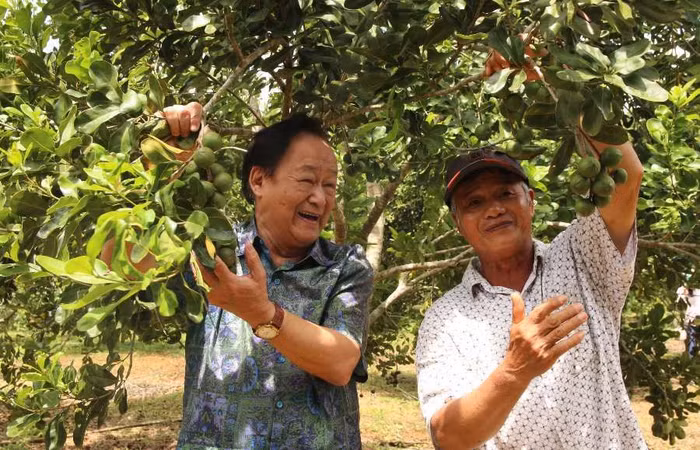 PGS.TS Nguyễn Lân Hùng ngỡ ngàng cây mắc ca trồng xã Vĩnh Sơn, (H.Vĩnh Thạnh, Bình Định) hợp khí hậu, phát triển tốt, ra quả sai.