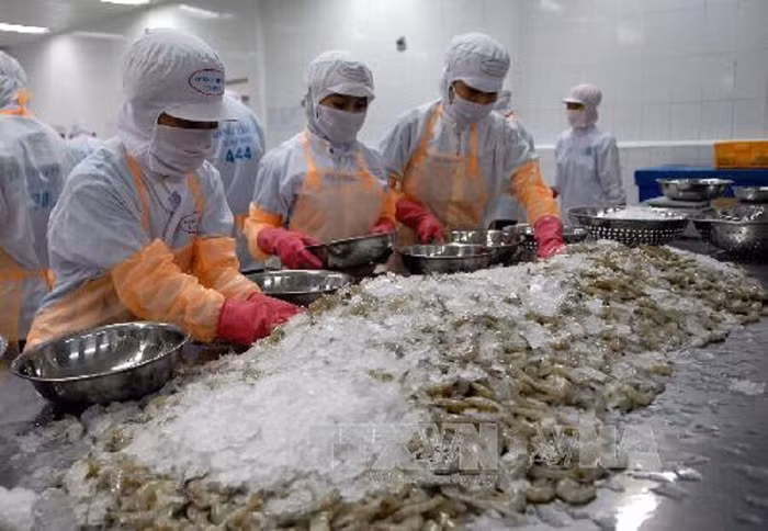 Ngành tôm xuất khẩu Việt Nam có nguy cơ lỡ mất thị trường 800 triệu USD