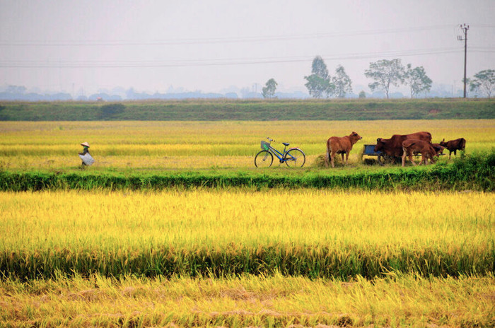 Nét đẹp Việt Nam: Rộn ràng mùa gặt!