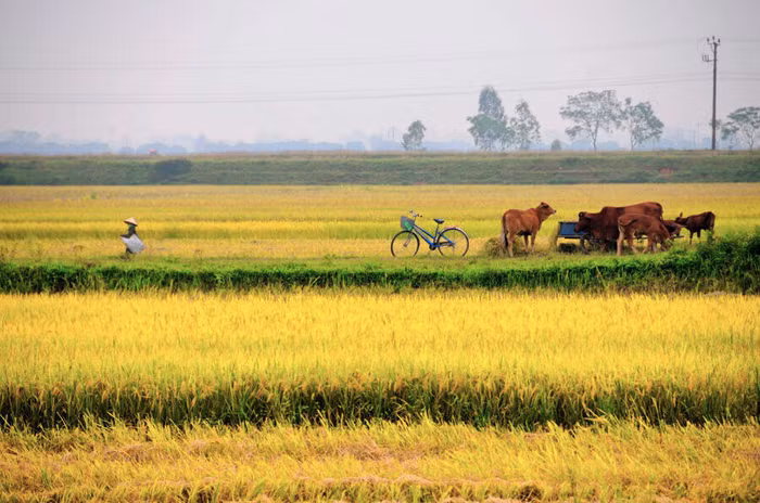 Nét đẹp Việt Nam: Rộn ràng mùa gặt!