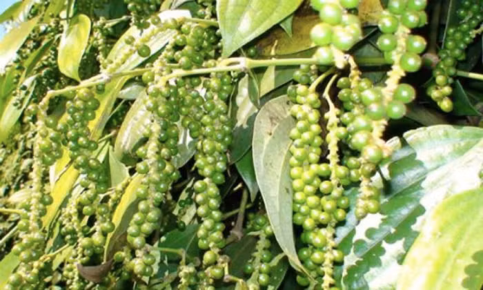 Bộ Công Thương: Chưa xác định thương lái Trung Quốc thao túng giá hồ tiêu Việt