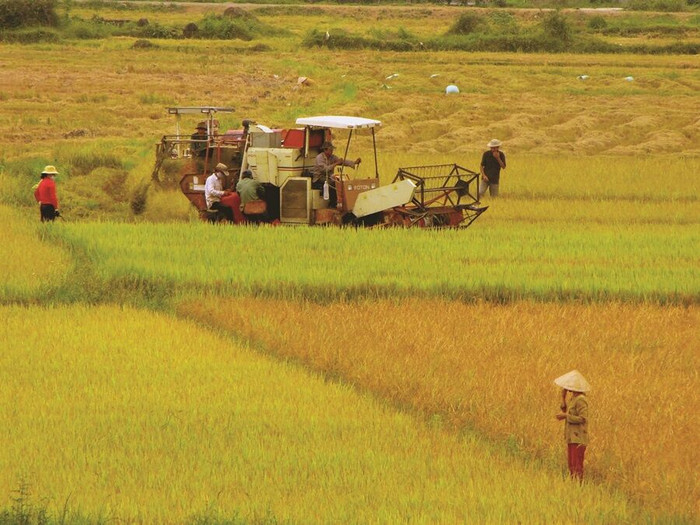 Nghị quyết trung ương 5: Tái cơ cấu nông nghiệp, giảm lúa tăng màu