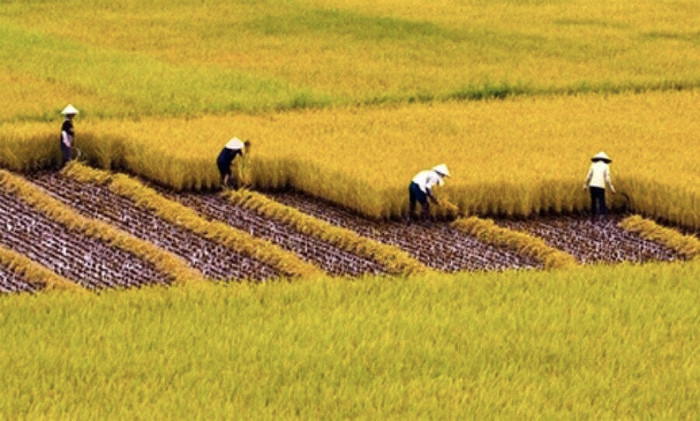 Việt Nam cứ say sưa xuất khẩu gạo số 1, 2 để làm gì?