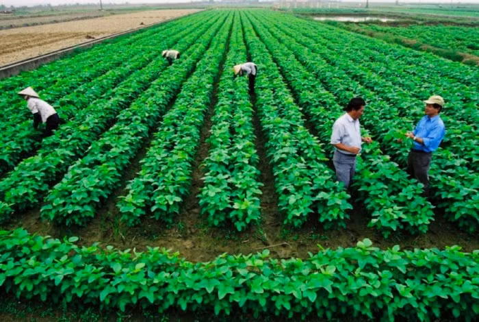 Đất sản xuất nông nghiệp: Nơi có không cần, chỗ cần không có