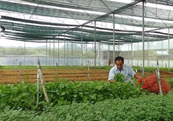 Sản xuất rau sạch trong nhà kính tại khu nông nghiệp công nghệ cao ở thị xã Ninh Hòa (Khánh Hòa). Ảnh: Nguyên Lý-TTXVN