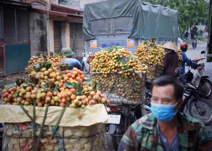 Bắc Giang tổ chức hội nghị trực tuyến tiêu thụ vải thiều