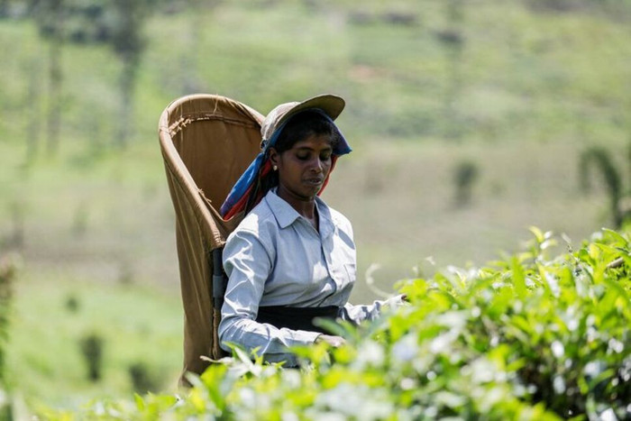 Giấc mơ của những người hái chè Sri Lanka tan vỡ vì khủng hoảng kinh tế