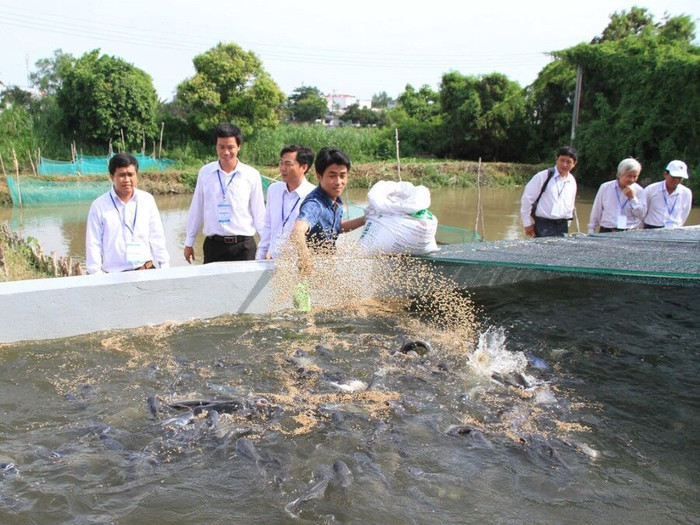 Kiểm soát chặt cá tra, ba sa xuất khẩu sang Hoa Kỳ