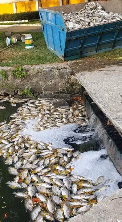 Đà Nẵng: Cá chết hàng loạt chưa rõ nguyên nhân tại công viên 23 – 9 ảnh 2