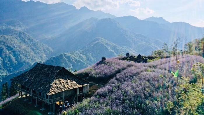 Thung lũng hoa hồng tại khu du lịch Sun World Fansipan Legend đã bắt nầu bung nở chào đón du khách.