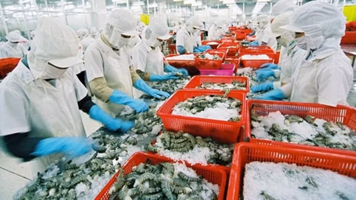 Xuất khẩu tôm sang Hàn Quốc gặp rào cản, VASEP kiến nghị Bộ Công Thương giúp đỡ
