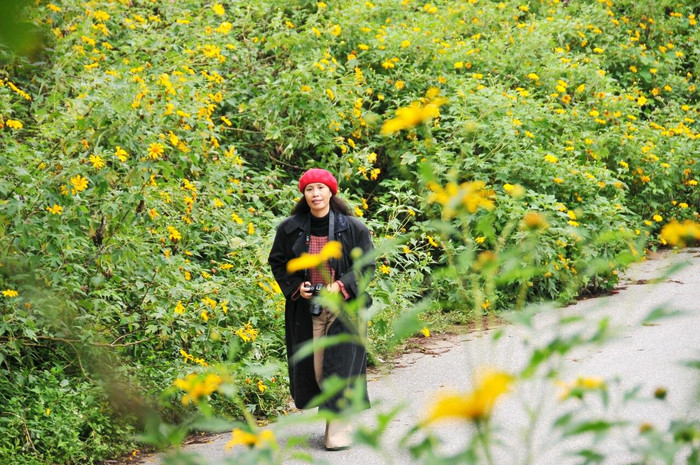 Lên Ba Vì ngắm Dã Quỳ vàng rực ảnh 2 Lên Ba Vì ngắm Dã Quỳ vàng rực ảnh 2