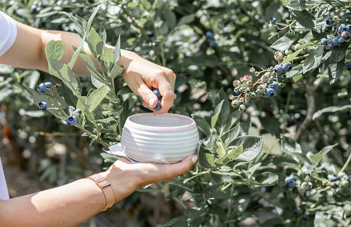 Thứ quả ngoại nhập sở hữu công dụng siêu việt với sức khỏe phụ nữ ảnh 2 Thứ quả ngoại nhập sở hữu công dụng siêu việt với sức khỏe phụ nữ ảnh 2