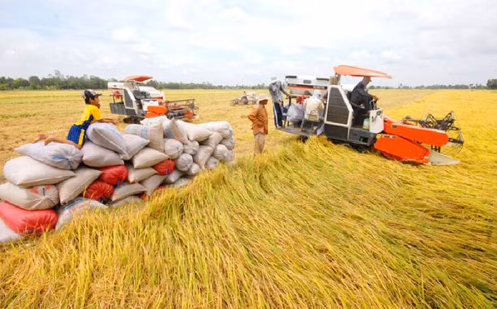 Tạo thuận lợi cho doanh nghiệp tiếp cận nguồn vốn thu mua thóc, gạo